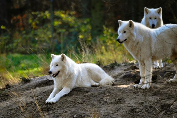 Dire Wolf